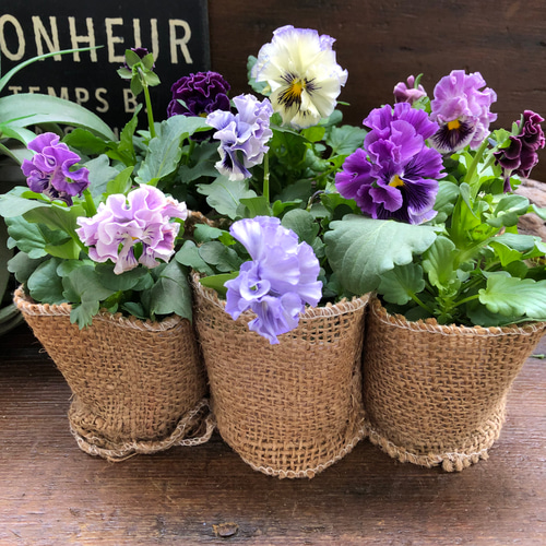 H可愛い♡パンジー♡モルゲンロート♡遊花♡3号♡ポットごと宅急便