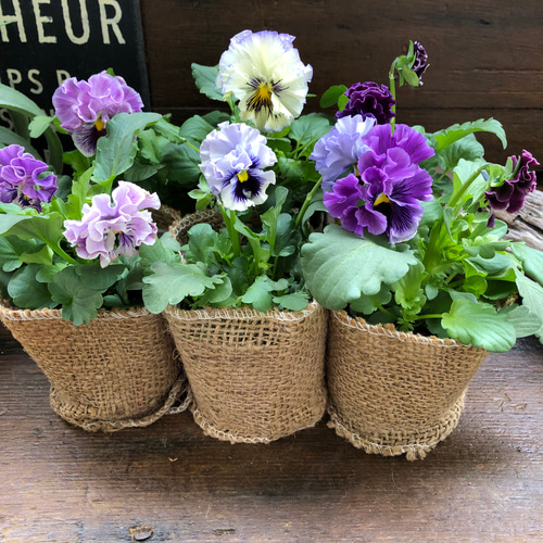 G可愛い♡パンジー♡モルゲンロート♡遊花♡３号♡ポットごと宅急便コンパクト M可愛い♡パンジー♡モルゲンロート♡遊花♡3号♡ポットごと宅急便