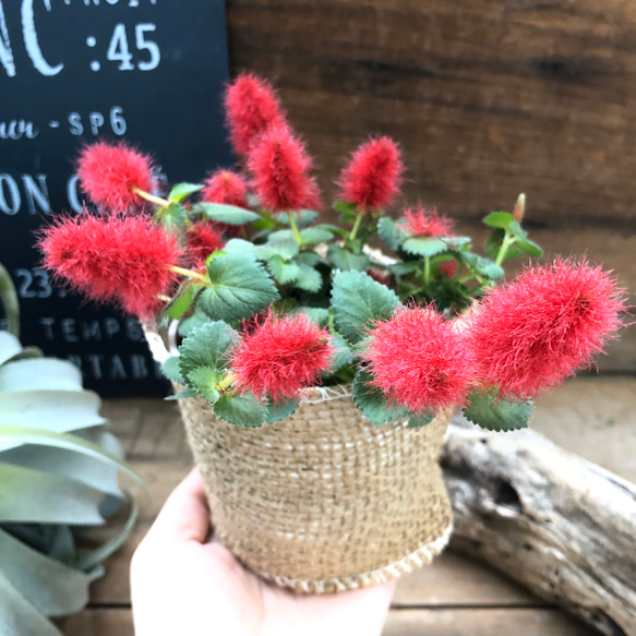 キャットテール♡ネネ♡フワフワの花♡ガーデニング 3枚目の画像