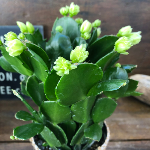 プチダイヤモンド♡豪華なデンマークカクタス♡多肉植物 アート