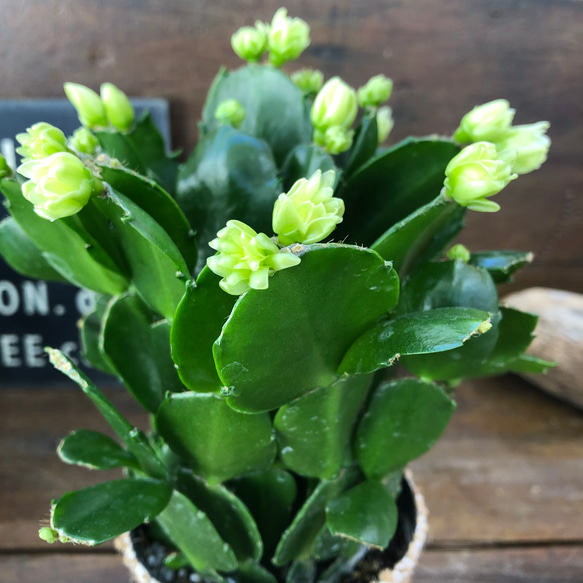 &*&*様確認用】デンマークカクタス AN057＋AN100＋雅 接木 &*&*様確認