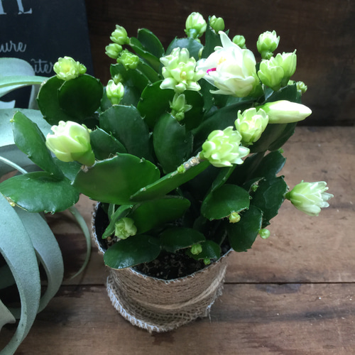 多肉植物　デンマークカクタス　のいちご&イエローダイヤモンド　根付き抜き苗2種類 多肉植物 デンマークカクタス のいちご&イエローダイヤモンド 根付き