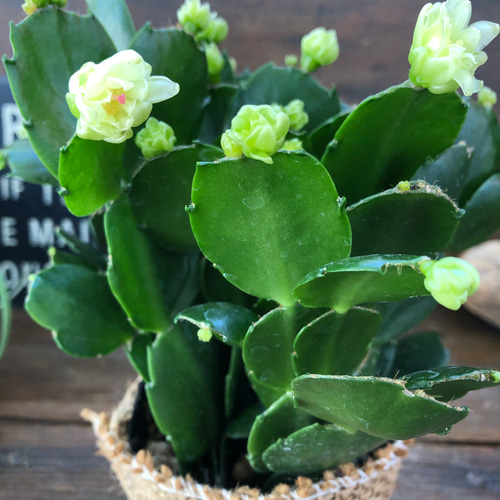 プチダイヤモンド♡豪華なデンマークカクタス♡多肉植物 人造花 パリ