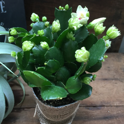 プチダイヤモンド♡豪華なデンマークカクタス♡多肉植物 人造花 パリ
