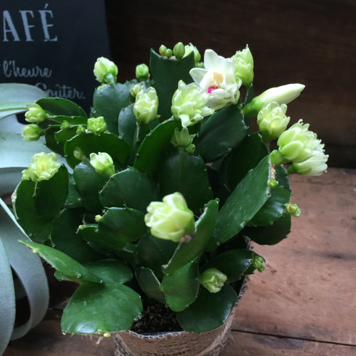 プチダイヤモンド♡豪華なデンマークカクタス♡多肉植物 人造花 パリ