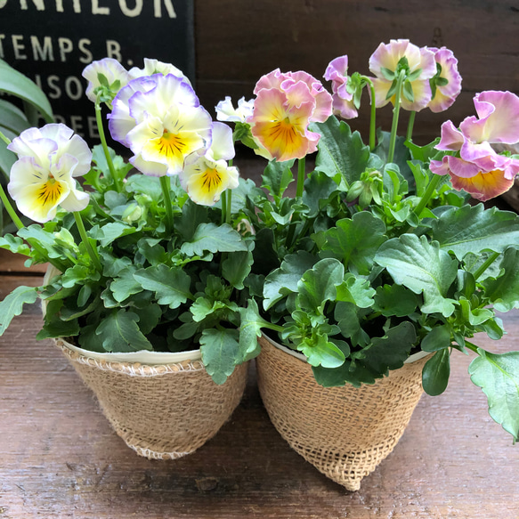 M a a 様ご予約品　ケ）2苗　フリル咲きビオラ　アイクルール　タグ付き M a a 様ご予約品 ケ）2苗 フリル咲きビオラ アイクルール タグ付き