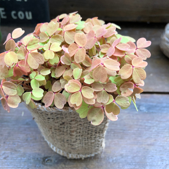 黄昏♡超希少♡オキザリス♡観葉植物♡ 2枚目の画像