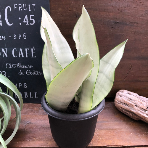 シルバーキング♡超希少♡サンスベリア♡観葉植物 アートフラワー パリ