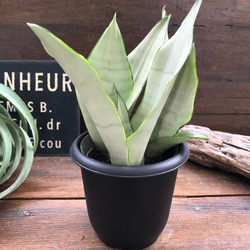 シルバーキング♡超希少♡サンスベリア♡観葉植物 アートフラワー パリ