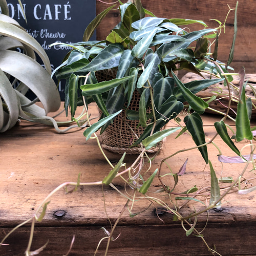 アマゾニカ♡希少♡シッサス♡つる性の観葉植物 アートフラワー パリ