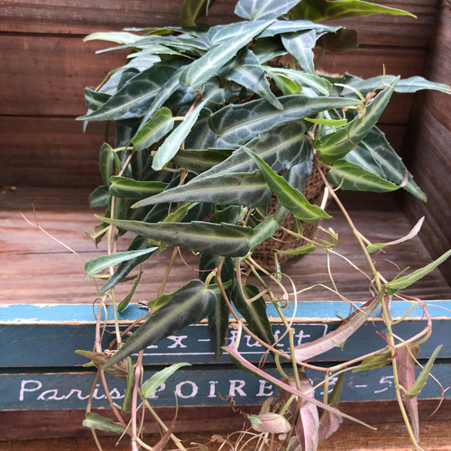 アマゾニカ♡希少♡シッサス♡つる性の観葉植物 アートフラワー パリ