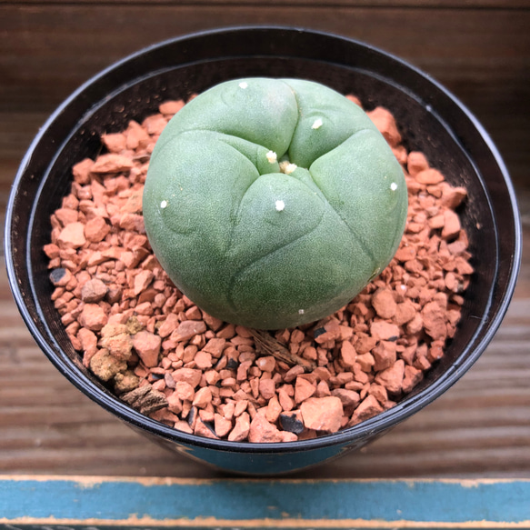 ロホホラ♡七色の夢が見れる♡トゲのないサボテン♡多肉植物 5枚目の画像