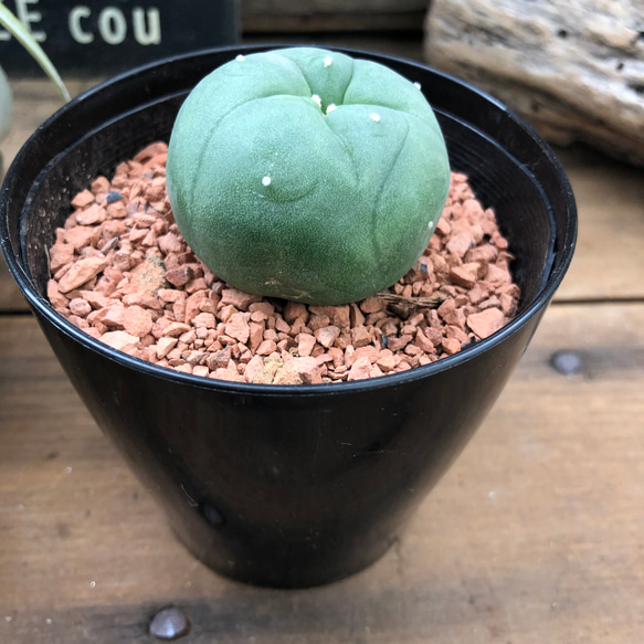 ロホホラ♡七色の夢が見れる♡トゲのないサボテン♡多肉植物 8枚目の画像