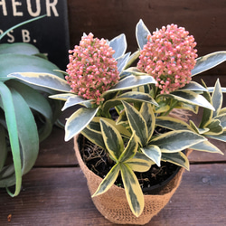 マジックマルロー♡斑入りスキミア♡高級な観葉植物 アートフラワー