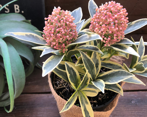 スキミアマジックマルロー6号 最高品質 スキミア「マジック マルロー」6号 斑入りの葉 蕾がいっぱい 豪華 送料