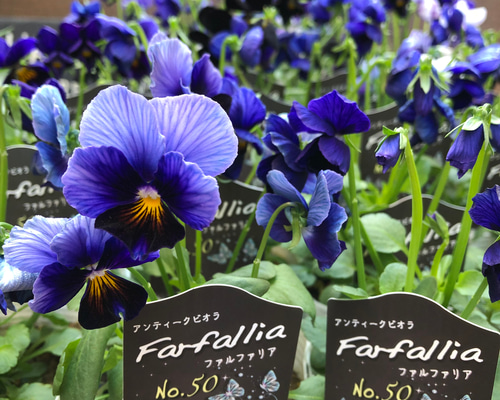 ハンドメイド ビオラ ミニマム[ビオラ]2way刺繍のネームプレート | mimi刺繍 mimi