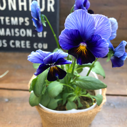 ファルファリアno50♡アンティークビオラ♡ガーデニング アート