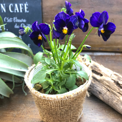 ハンドメイド ビオラ ファルファリアno50♡アンティークビオラ♡ガーデニング アート