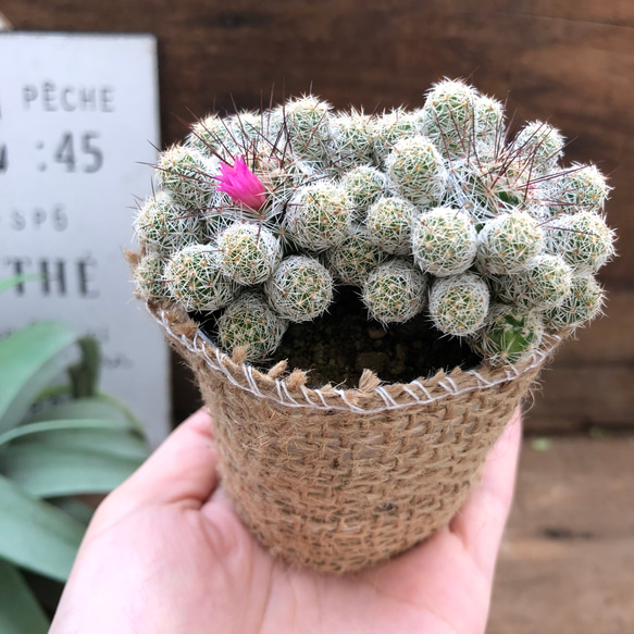 赤花銀手毬♡即完売♡可愛いサボテン♡可愛い 6枚目の画像