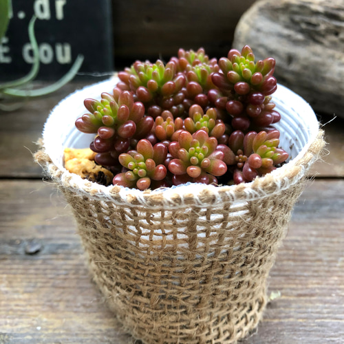 レッドベリー♡希少品種♡セダム♡多肉植物 アートフラワー パリ