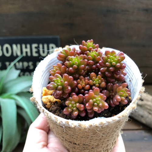 レッドベリー♡希少品種♡セダム♡多肉植物 アートフラワー パリ