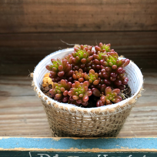 レッドベリー♡希少品種♡セダム♡多肉植物 アートフラワー パリ