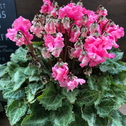 ピポカ♡フリンジの花弁♡大苗シクラメン♡観葉植物 1枚目の画像