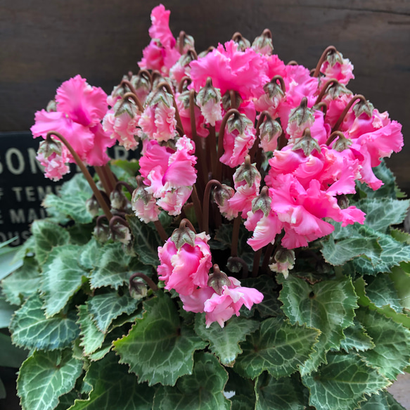 ピポカ♡フリンジの花弁♡大苗シクラメン♡観葉植物 4枚目の画像