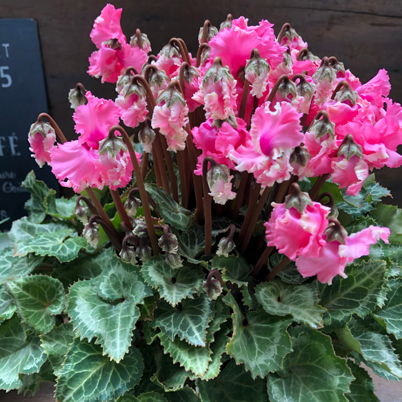 ピポカ♡フリンジの花弁♡大苗シクラメン♡観葉植物 7枚目の画像