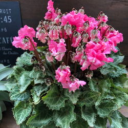 ピポカ♡フリンジの花弁♡大苗シクラメン♡観葉植物 8枚目の画像