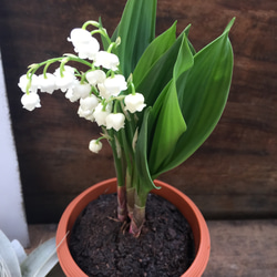 スズラン♡ 即完売♡幸せになる花♡鈴蘭♡観葉植物♡ガーデニング♡インテリア 4枚目の画像