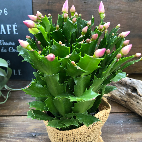 サイバーダンサー♡デンマークカクタス♡ピンク♡豪華な多肉植物