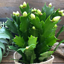 雪うさぎ♡白色♡デンマークカクタス♡豪華な多肉植物 1枚目の画像