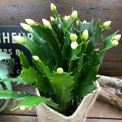 雪うさぎ♡白色♡デンマークカクタス♡豪華な多肉植物 6枚目の画像