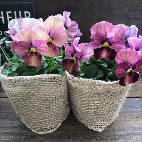 しんしん2個セット♡アンティークピンク♡ビオラ♡人気色 アート