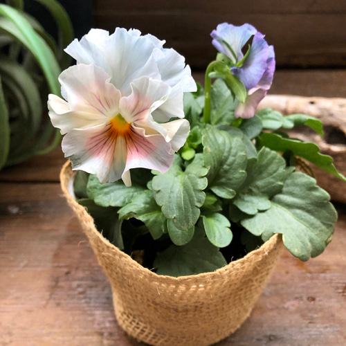 シエルブリエ♡フリル咲き♡ビオラガーデニング♡ アートフラワー パリ