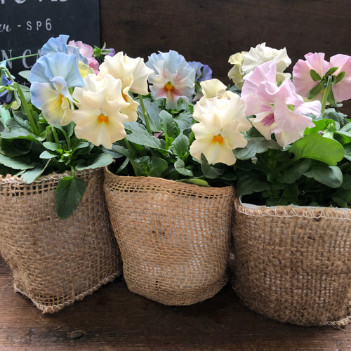 シエルブリエ♡フリル咲き♡ビオラガーデニング♡ アートフラワー パリ