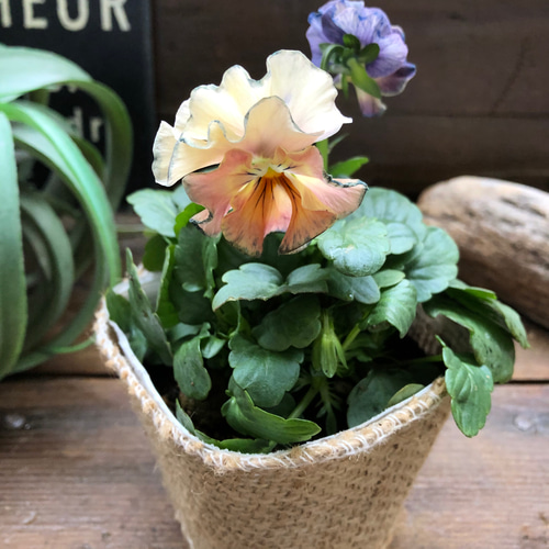 シエルブリエ♡フリル咲き♡ビオラガーデニング♡ アートフラワー パリ