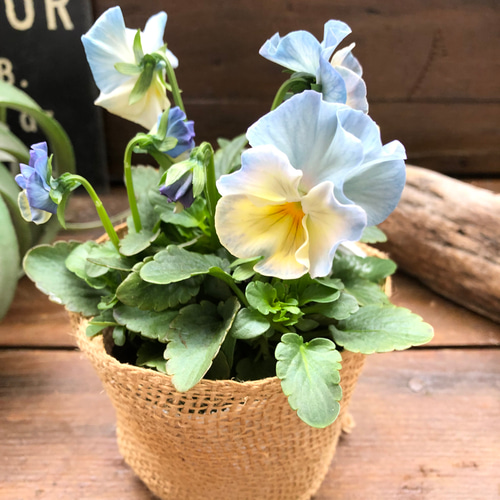 シエルブリエ♡フリル咲き♡ビオラガーデニング♡ アートフラワー パリ