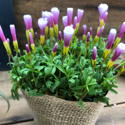 ピンキー♡クルクルの花♡オキザリス♡毎年咲きます 2枚目の画像