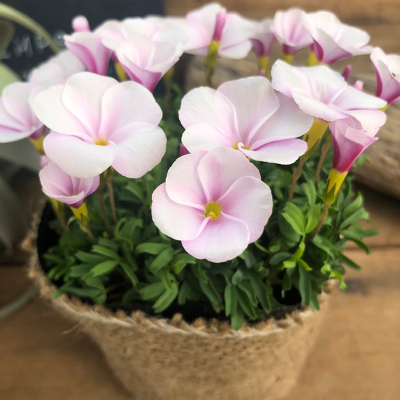 ピンキー♡クルクルの花♡オキザリス♡毎年咲きます 3枚目の画像