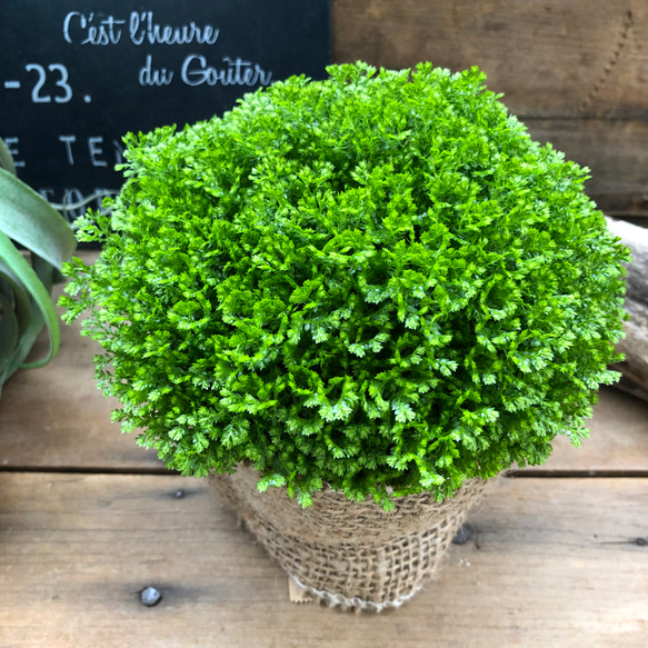 クッションモス♡もののけの森♡可愛い観葉植物 5枚目の画像