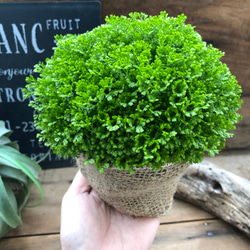 クッションモス♡もののけの森♡可愛い観葉植物 9枚目の画像