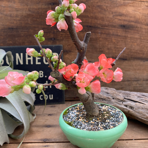 木瓜(ボケ)・放春花 5寸 6品種セット③ 木瓜(ボケ)・放春花 東洋錦