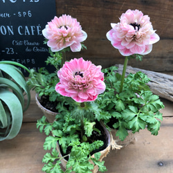 アンアリス♡アネモネ♡ 超希少♡八重咲き♡ガーデニング♡観葉植物 7枚目の画像