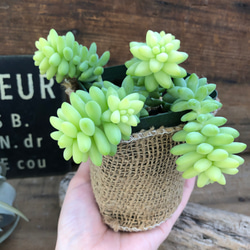 ビアポップ♡淡い色合い♡玉つづり♡多肉植物 5枚目の画像