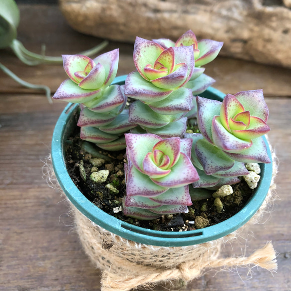 星の王子♡クラッスラ♡多肉植物♡可愛い♡ アートフラワー パリ