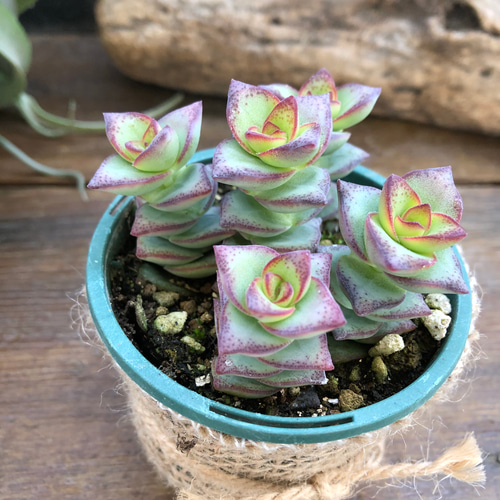 星の王子 抜き苗 1ポット 尋ね 多肉植物 クラッスラ
