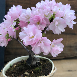 一才桜♡入荷困難♡ 大人気♡テーブルで楽しむ桜♡一才桜♡旭山♡ガーデニング 1枚目の画像