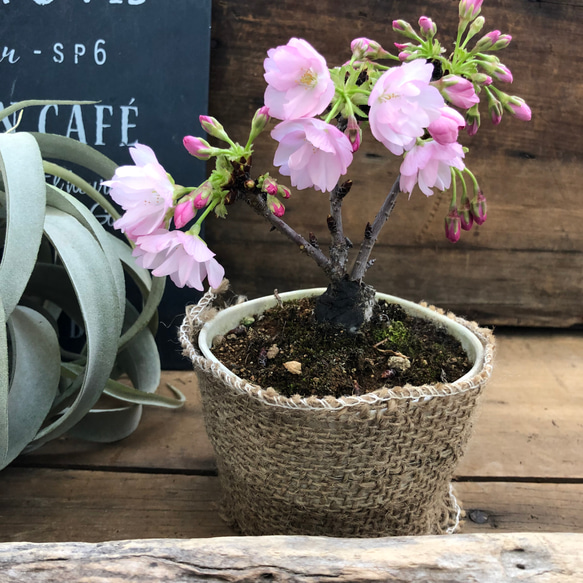 一才桜♡入荷困難♡ 大人気♡テーブルで楽しむ桜♡一才桜♡旭山♡ガーデニング 5枚目の画像